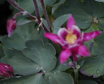 Kleine Bl&uuml;te in pinkfarben