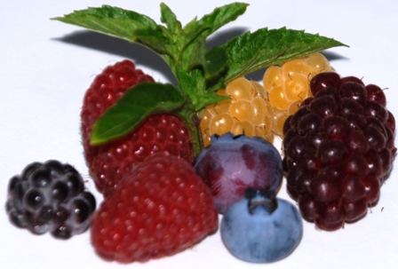 Schwarze, Gelbe und Rote Himbeere, Tayberry und Heidelbeere