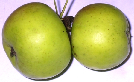 Gr&uuml;ne &Auml;pfel