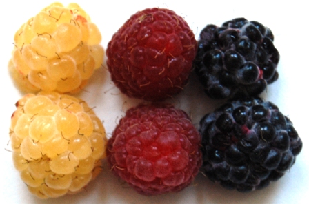 Schwarze, Gelbe und Rote Himbeere