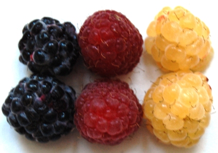 Schwarze, Gelbe und Rote Himbeere