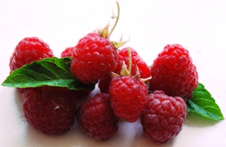Rote Himbeere