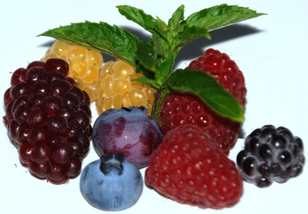 Schwarze, Gelbe und Rote Himbeere, Tayberry und Heidelbeere