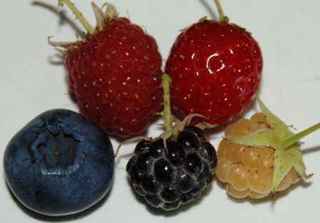 Schwarze, Gelbe und Rote Himbeere, Erdbeere und Heidelbeere