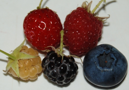 Schwarze, Gelbe und Rote Himbeere, Erdbeere und Heidelbeere