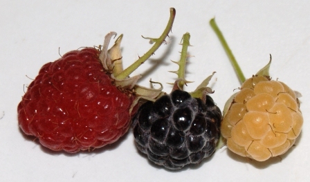 Schwarze, Gelbe und Rote Himbeere