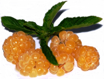 Gelbe Himbeere