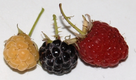 Schwarze, Gelbe und Rote Himbeere