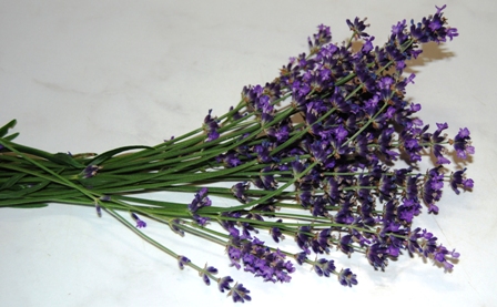Lavendel