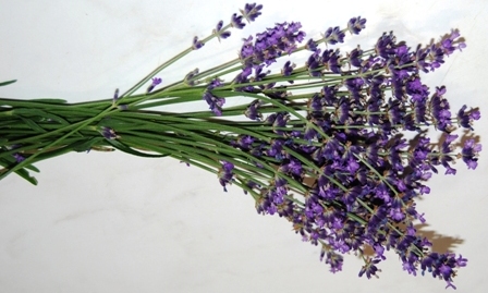 Lavendel