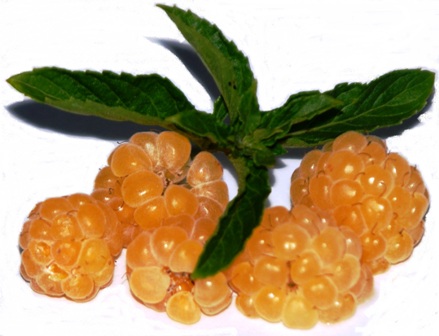 Gelbe Himbeere