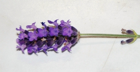 Lavendel