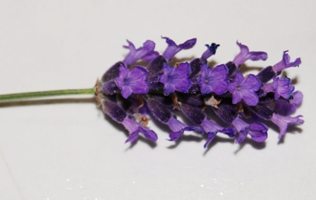 Lavendel
