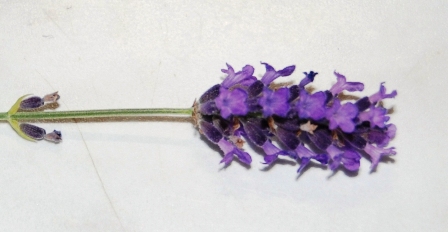 Lavendel