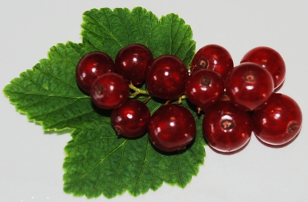 Johannisbeeren