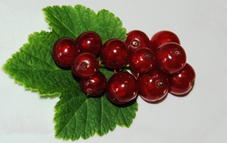 Johannisbeeren