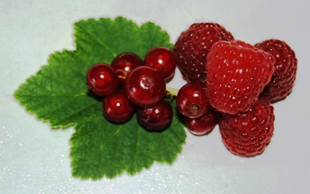 Rote Himbeere und Johannisbeere