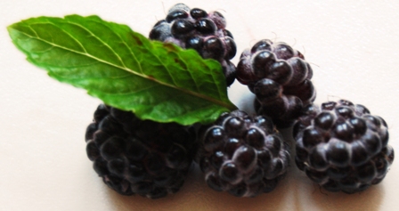 Schwarze Himbeere