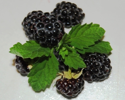 Schwarze Himbeere