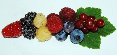 Johannisbeere, Schwarze, Gelbe und Rote Himbeere, Tayberry und Heidelbeere
