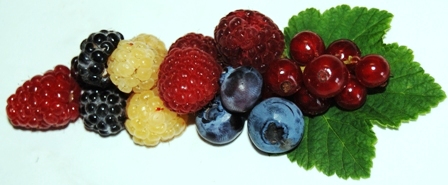 Johannisbeere, Schwarze, Gelbe und Rote Himbeere, Tayberry und Heidelbeere