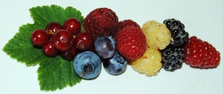 Johannisbeere, Schwarze, Gelbe und Rote Himbeere, Tayberry und Heidelbeere