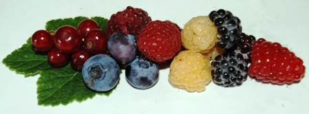 Johannisbeere, Schwarze, Gelbe und Rote Himbeere, Tayberry und Heidelbeere