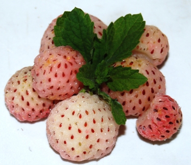 Wei&szlig;e Erdbeere
