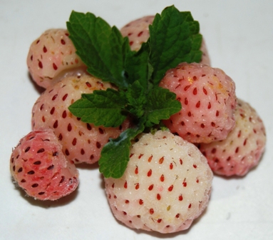 Weiße Erdbeere
