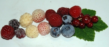 Johannisbeere, Schwarze, Gelbe und Rote Himbeere, Tayberry. wei&szlig;e und rote Erdbeere und Heidelbeere