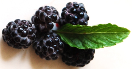 Schwarze Himbeere