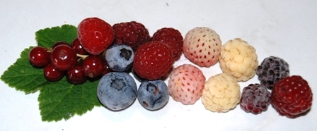 Johannisbeere, Schwarze, Gelbe und Rote Himbeere, Tayberry. weiße und rote Erdbeere und Heidelbeere