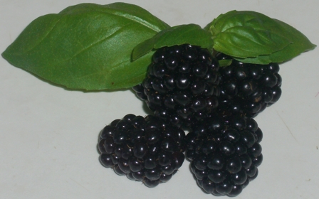 Brombeeren