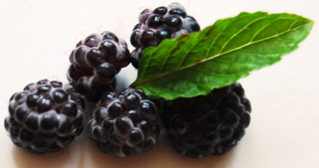 Schwarze Himbeere