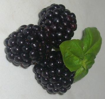 Brombeeren