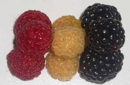 Brombeere, rote und gelbe Himbeere
