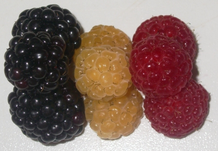 Brombeere, rote und gelbe Himbeere