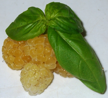 Gelbe Himbeere