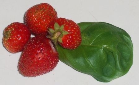 Erdbeere