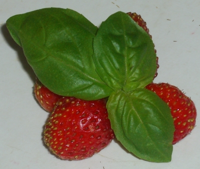 Erdbeere