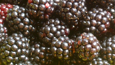 Brombeeren