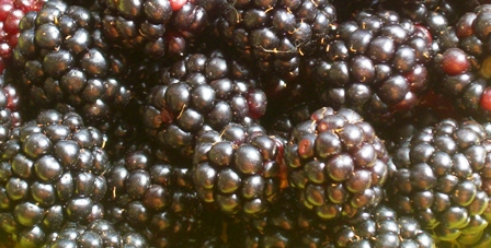 Brombeeren