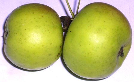 Gr&uuml;ne &Auml;pfel