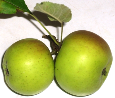 Grüne Äpfel