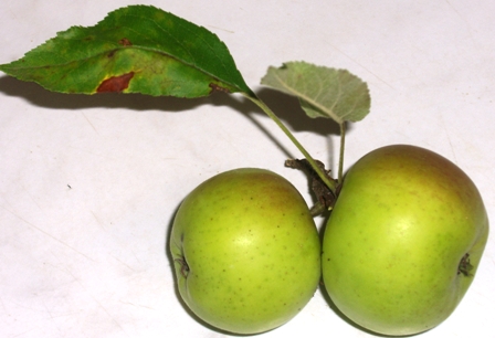 Gr&uuml;ne &Auml;pfel