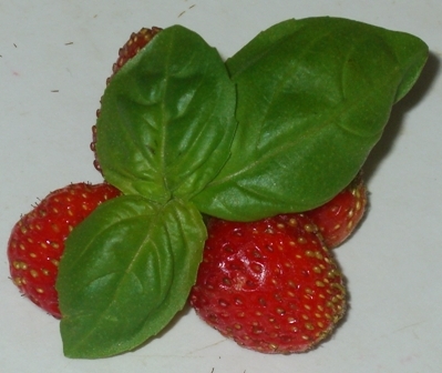 Erdbeere