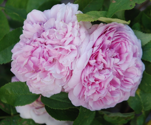 Rose Jaques Cartier