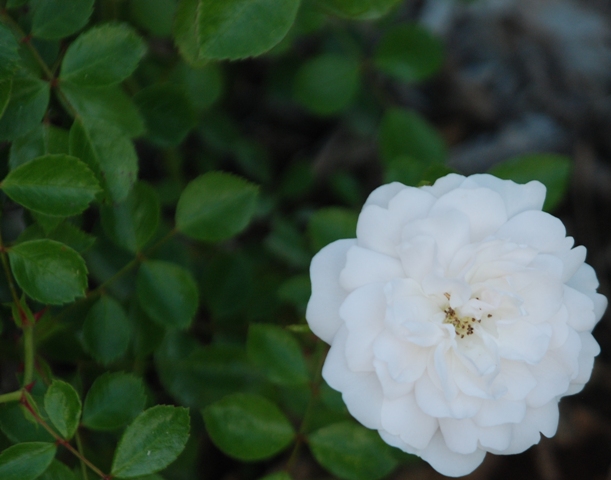wei&szlig;e Bodendecker Rose