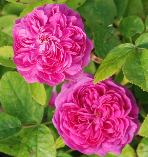 Rose de Resht