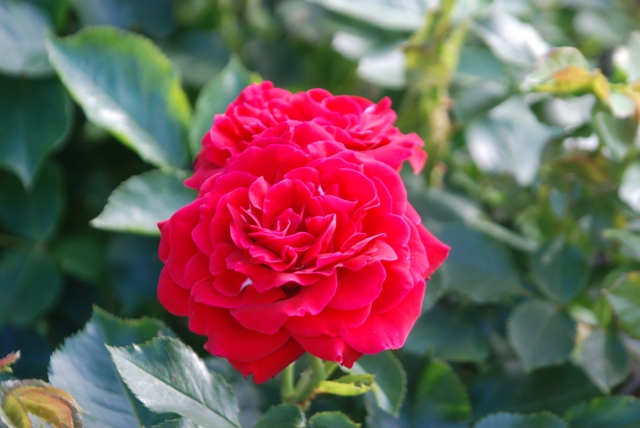rote Rose